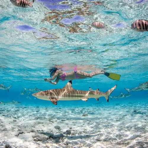 Girl swimming with sharks in Bora Bora blue waters.