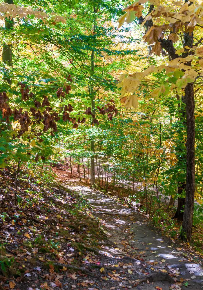 A shaded green hiking trail, one of the best things to do in Pittsburgh, PA.