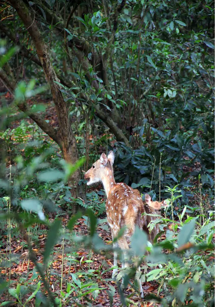 A spotted deer walking in Chitwan National Park.