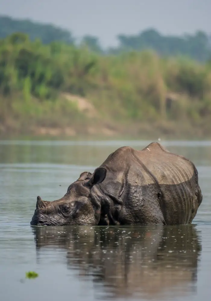 A rhino bathing in the river in Chitwan National Park.