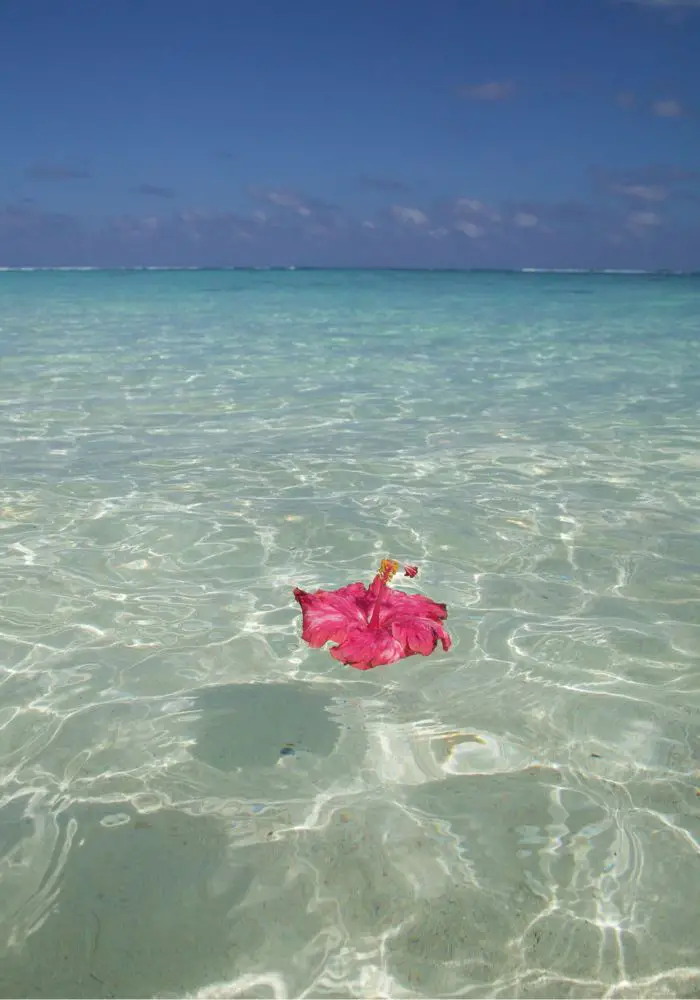 Clear waters surrounding Cook Islands with a pink flower floating on top.