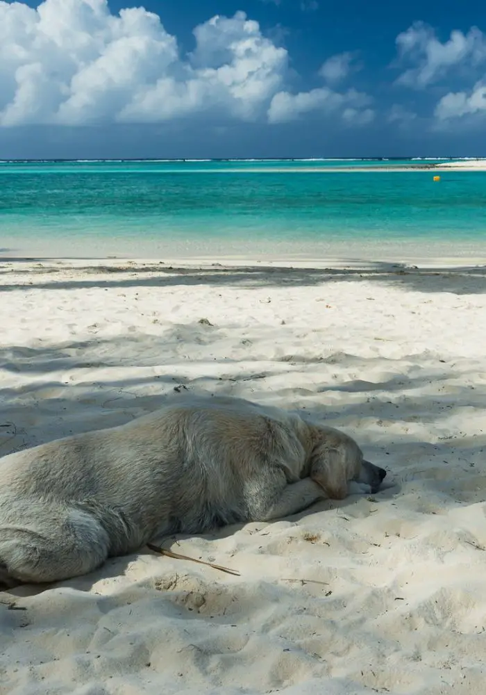 A dog on the white sand beach of Rarotonga.