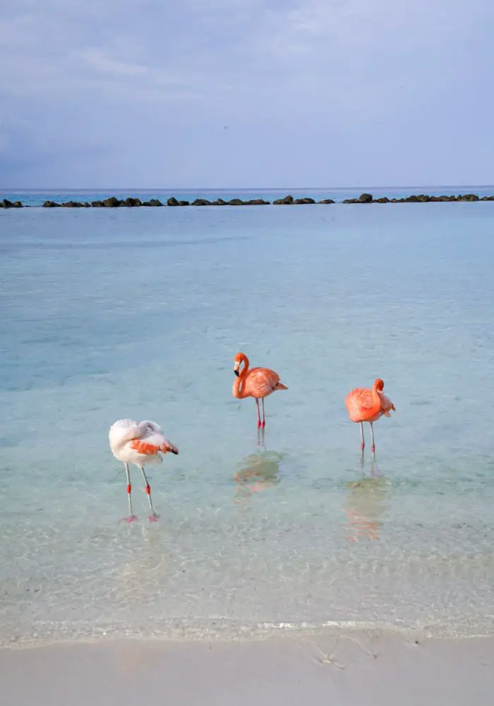 Pink and white flamingoes in Aruba.