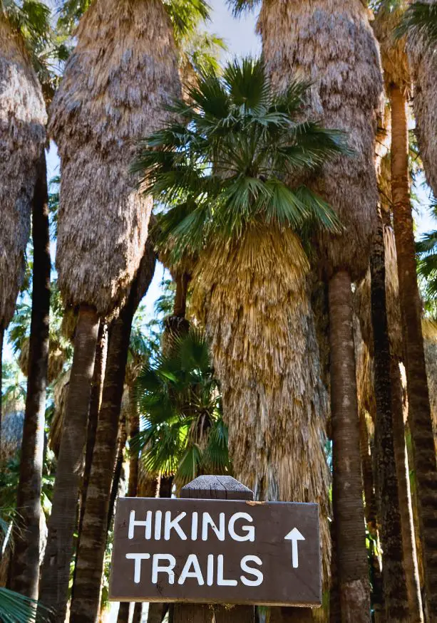 Giant shaggy palm trees in Palm Springs leading to one of the best hiking trails in southern California.