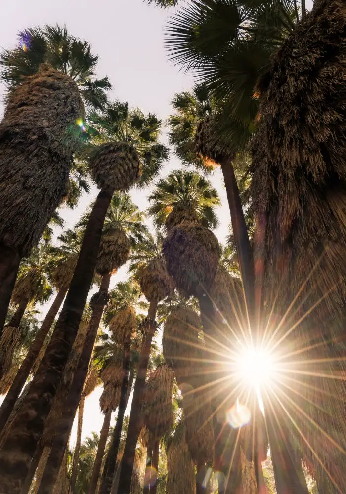 Tall palm trees with sun rays shining through on one of the best hiking trails in southern California.
