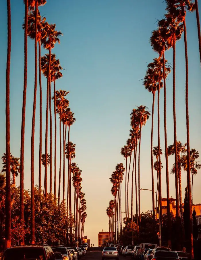 A palm tree lined street in Southern California.