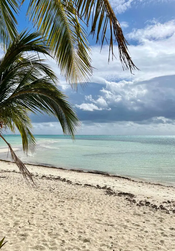 The sandy shore and palm tree covered Grand Bahama, one of the best Caribbean islands near Florida.