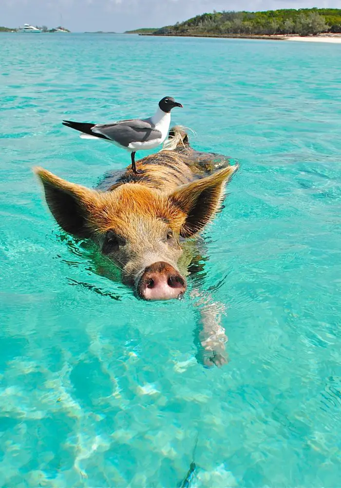 A pig swimming in the clear waters near the Exumas, one of the best islands close to Florida.