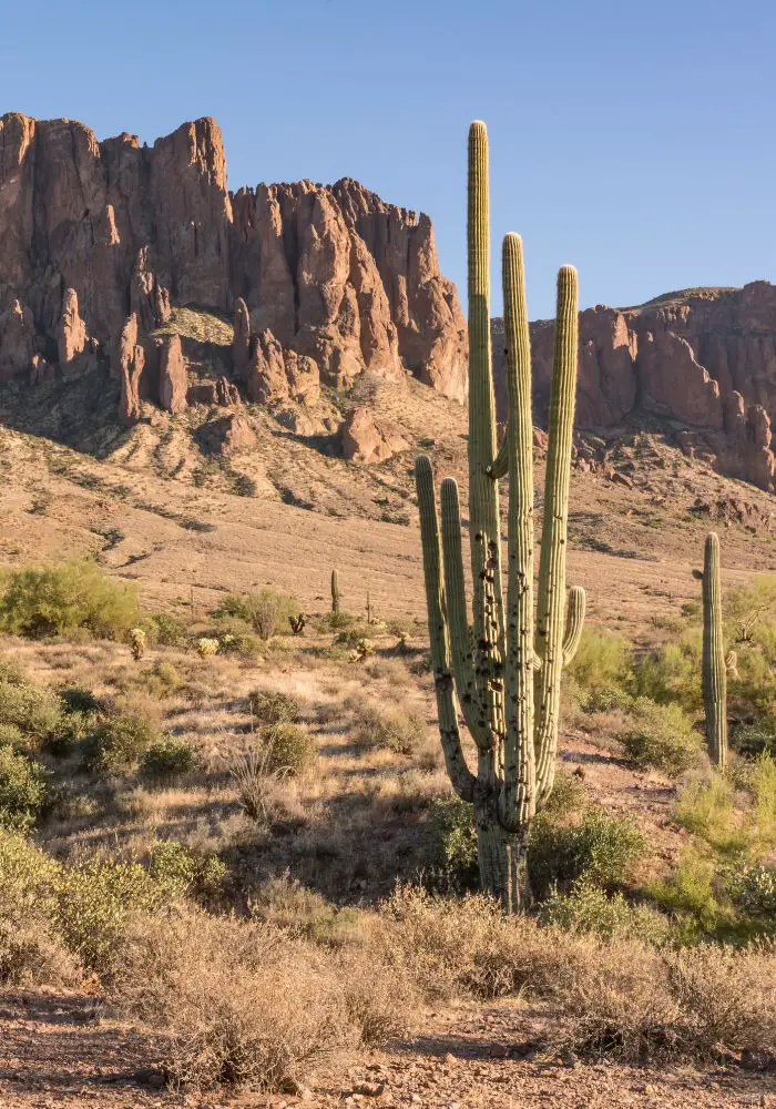 The Superstition Mountains in Phoenix, AZ with a tall cactus in front of it.