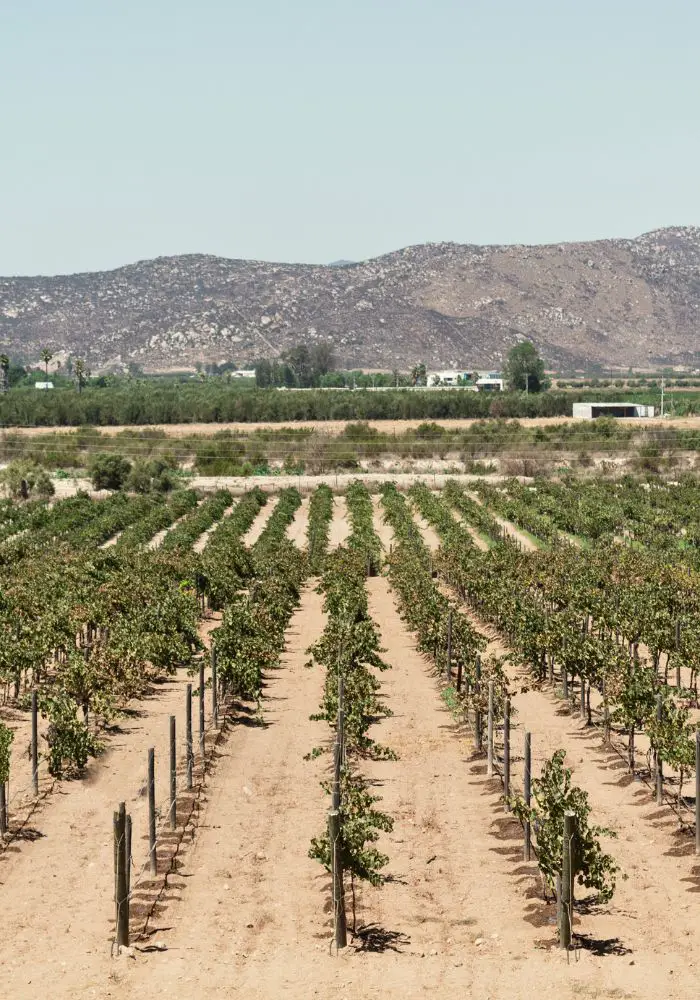 Neat rows of grapes in a vineyard in Valle de Guadalupe, one of the best weekend trips from San Diego.