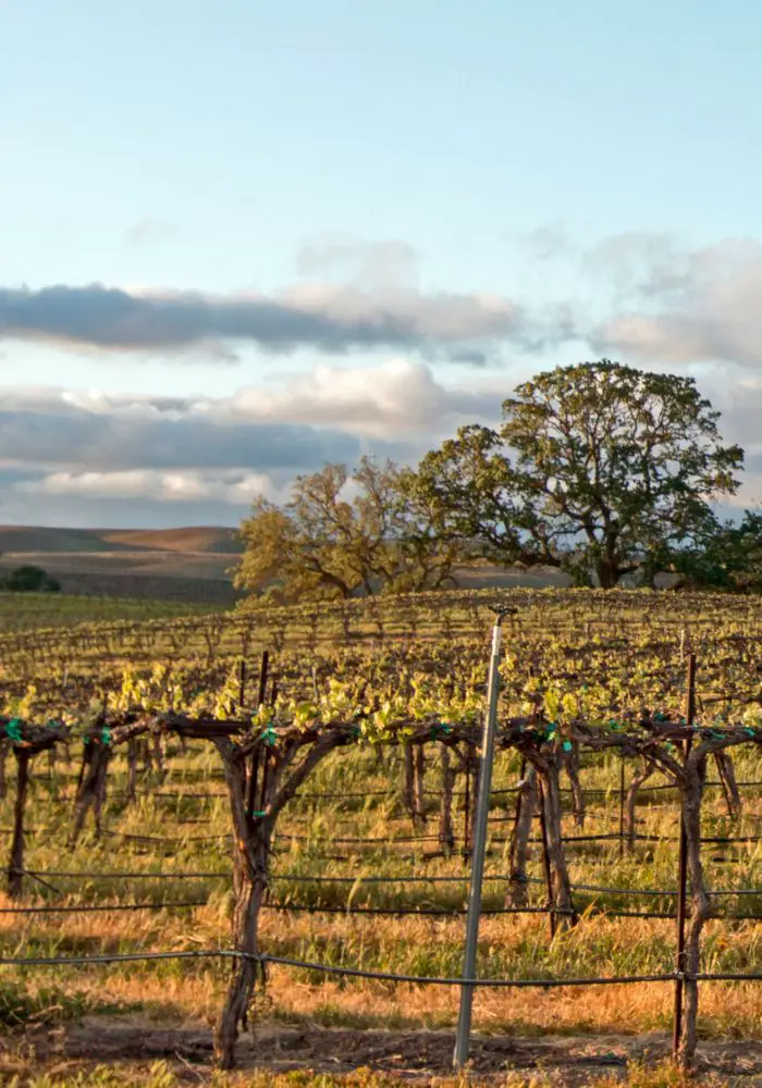 Vineyards in Paso Robles, one of the best weekend trips from San Diego.