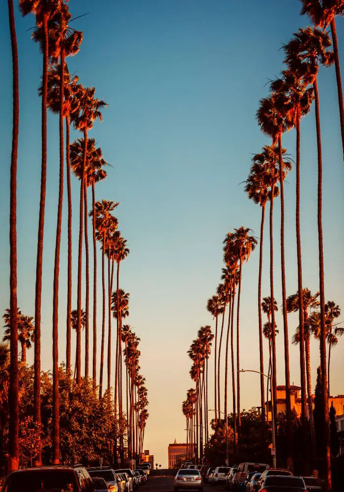 Tall skinny palm trees at sunset in LA, one of the best weekend trips from San Diego.