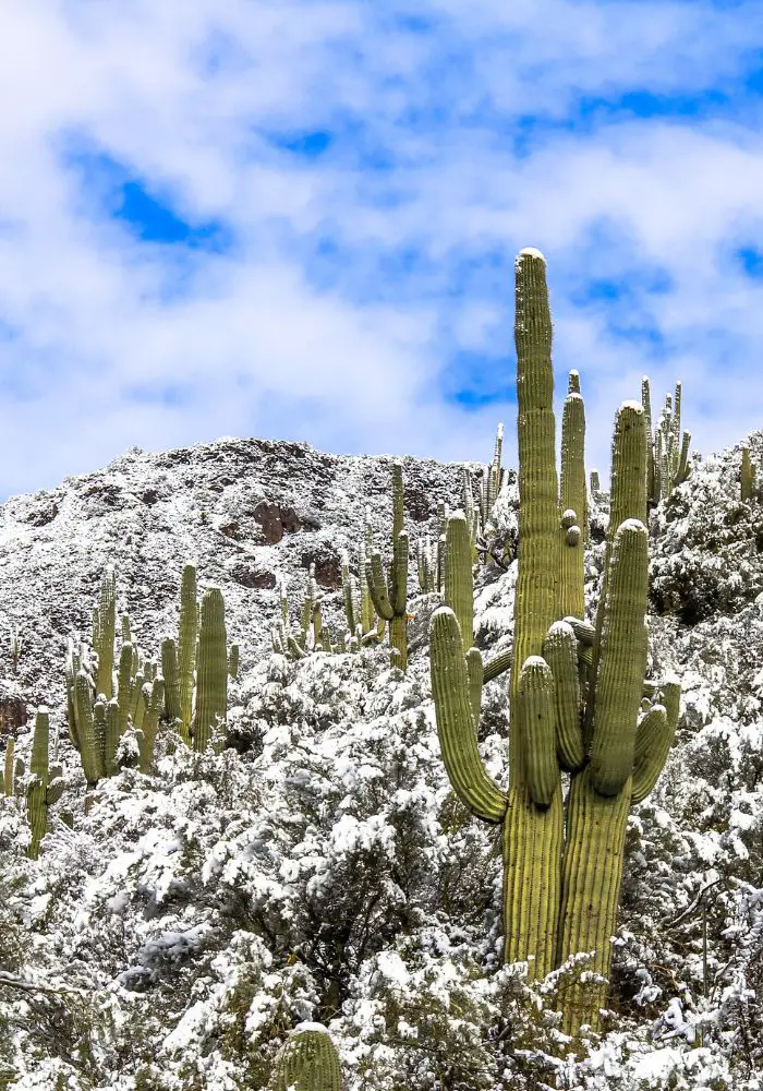 Saguaros in winter in Tucson, one of the places you can see snow in Arizona.