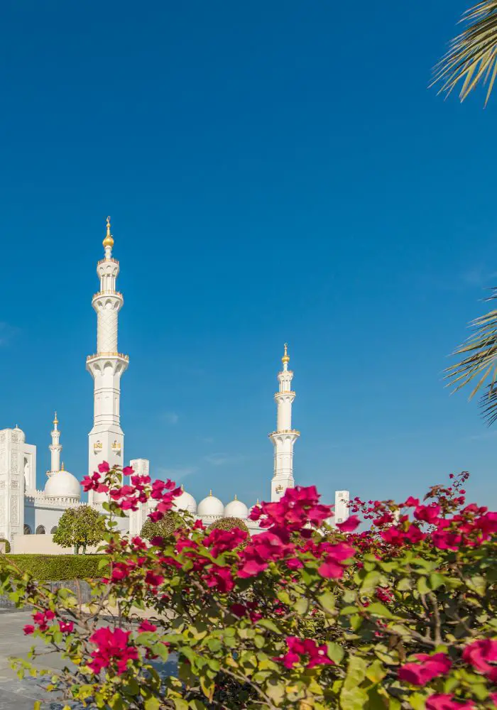 Bright pink flowers growing near the Grand Mosque, a top place to see when Visiting Abu Dhabi as a Woman.