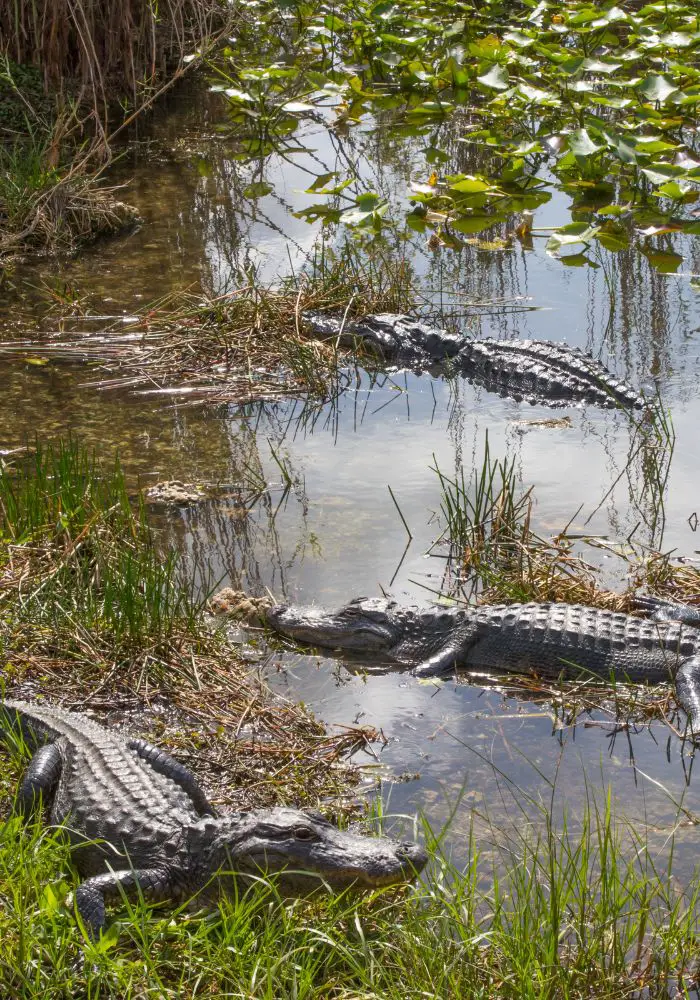 Three alligators in Everglades National Park, one of the warmest places in Florida in February.