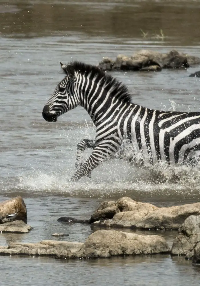 A wild zebra in the Serengeti Tanzania.