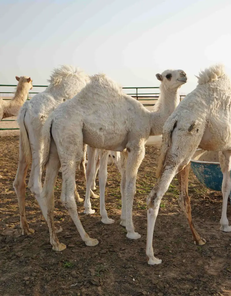 White baby camels in Kuwait's desert.