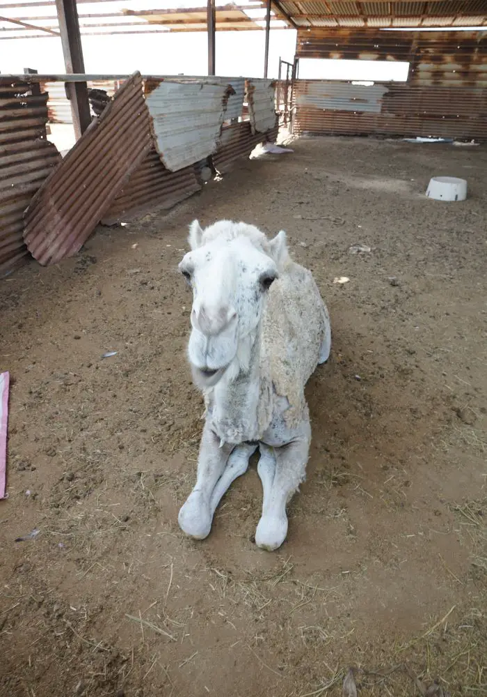 A small white camel at the camel farm on Failaka Island, Kuwait.